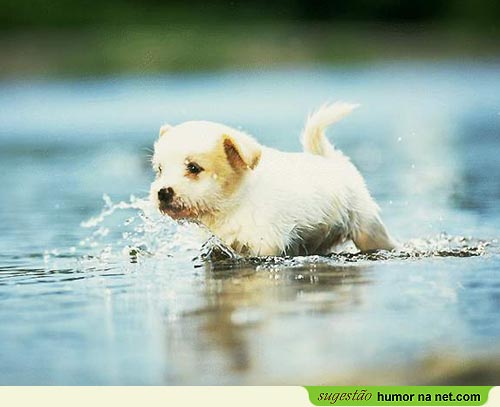 Nadar à cão