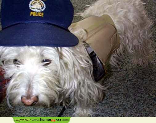 Polícia canina