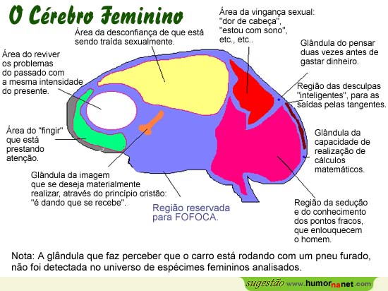 Cérebro feminino
