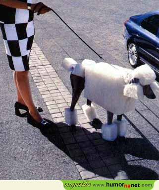 Cachorro <i>vs</i> ovelhinha