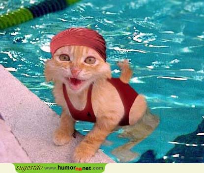 A gatinha na piscina