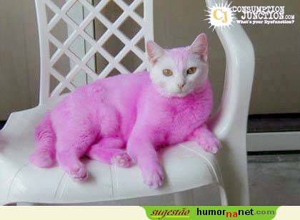 Gato transgénico