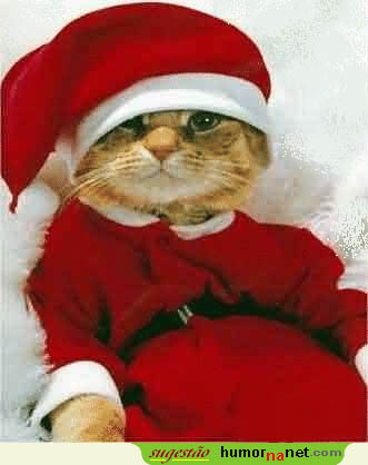 Feliz Dia de Natal, miau...