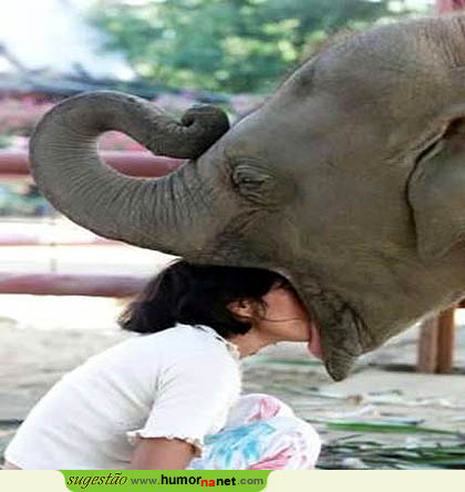 Beijo de elefante