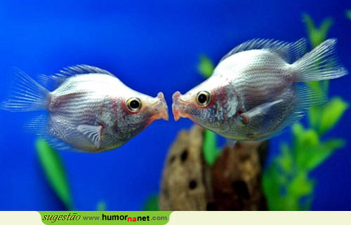 Um beijinho subaquático