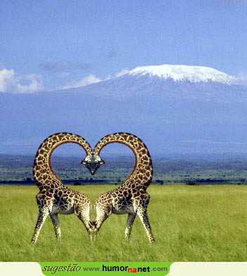 Estas girafas estão mesmo apaixonadas
