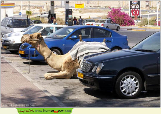 Parque para camelos