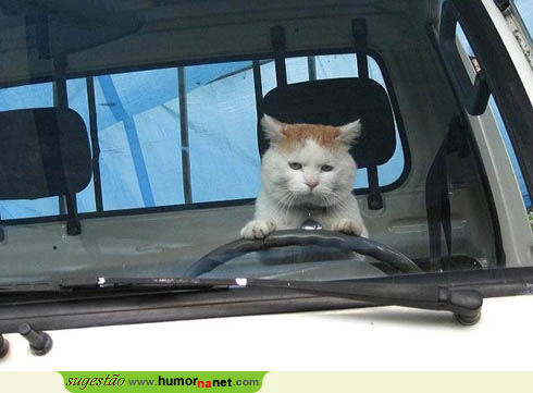 Que gato ao volante!