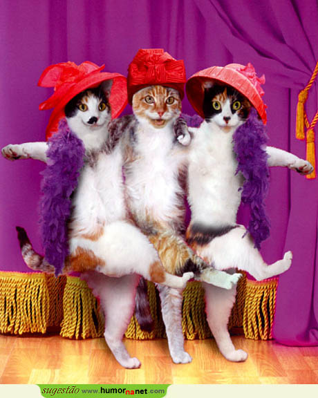 A dança dos gatos, miau...
