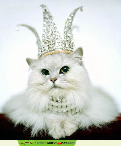 A rainha dos felinos