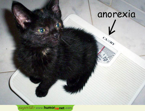 Gato anoréxico