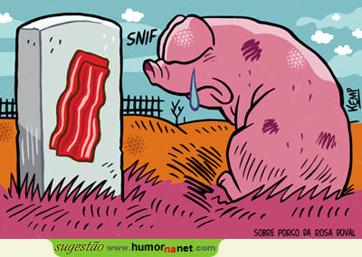 Um porco consciente dos seus entes queridos