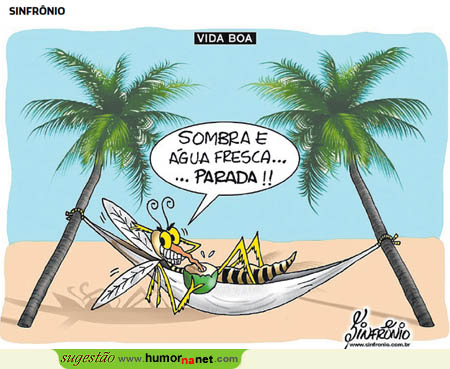 Mosquitos do Brasil com boa vida