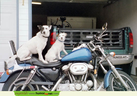 Cães motards